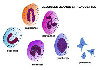 globules blancs et plaquettes
