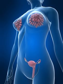 seins et appareil génital féminin