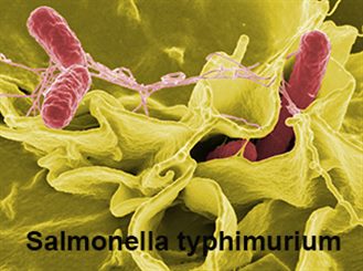 salmonella typhimurium