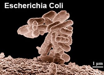 E. coli