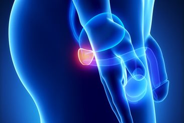 prostate
