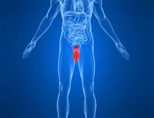 Cancers du penis et des testicules :  des réponses à vos questions