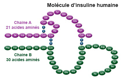 Insuline De Synth se Structure De L Insuline Humaine LSBGB insuline-de-synth-se-structure-de-l-insuline-humaine-lsbgb