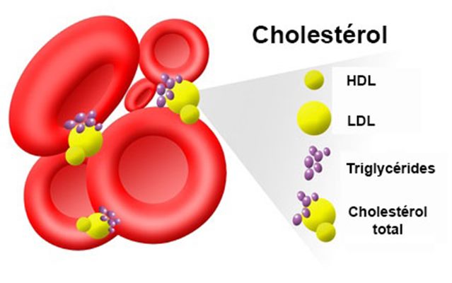 Cholestérol : définition - docteurclic.com