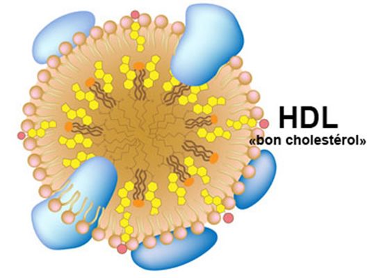 Hdl, bon cholestérol examen - docteurclic.com