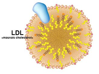 LDL: 