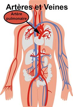 artère pulmonaire