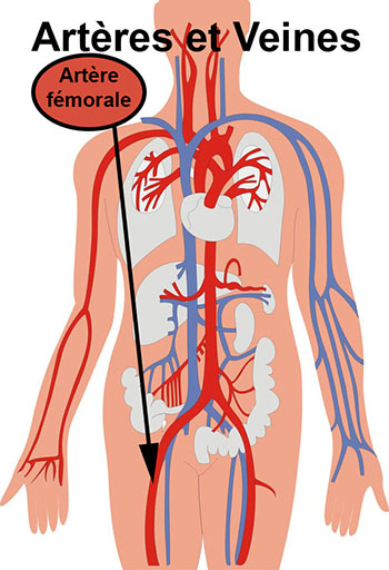 Artère fémorale : définition - docteurclic.com