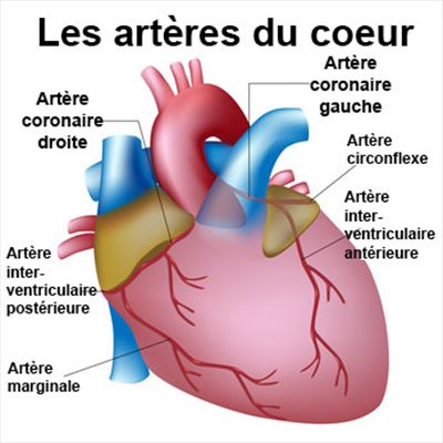 Artères coronaires