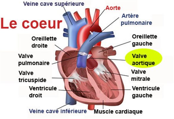Valve aortique