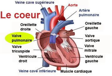 valve pulmonaire