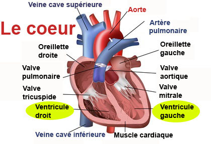 Ventricules Definition Docteurclic Com