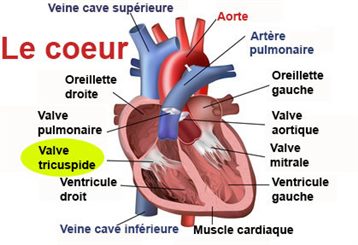 valve tricuspide