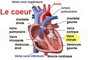 valve mitrale