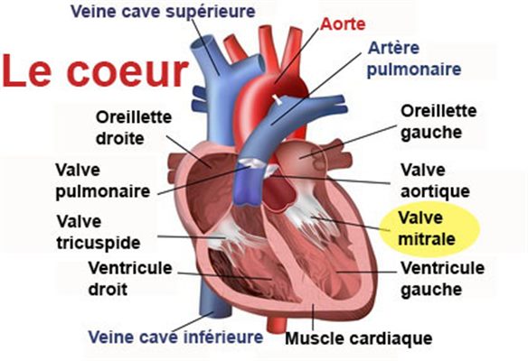 Les maladies des valves cardiaques