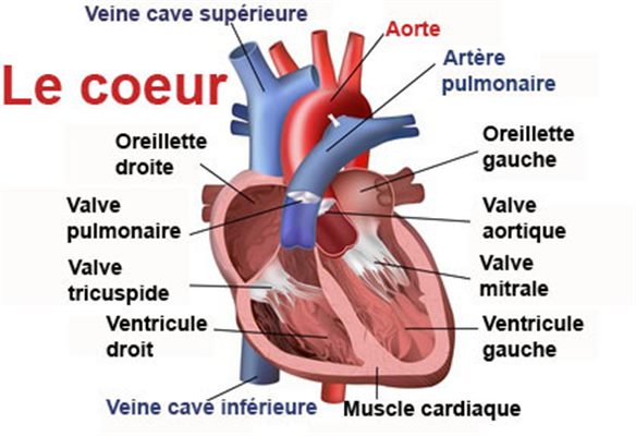 Insuffisance cardiaque