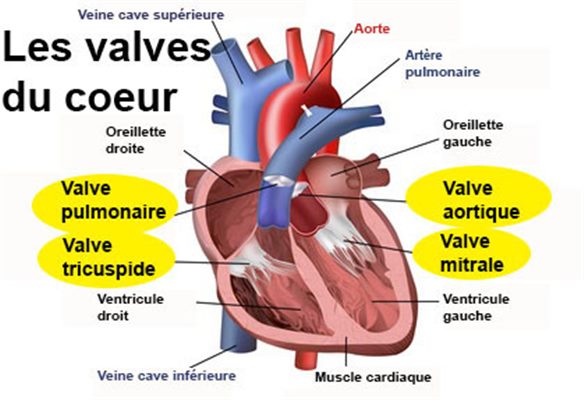 Valves : définition 