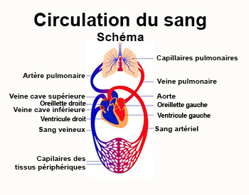 Circulation du sang : définition - docteurclic.com