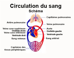 schéma de la circulation du sang