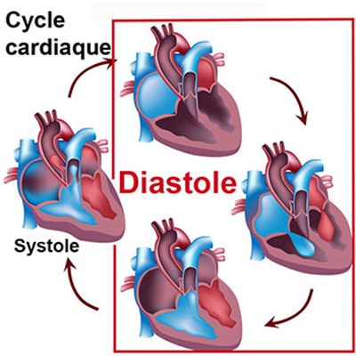 Diastole