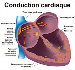 conduction cardiaque