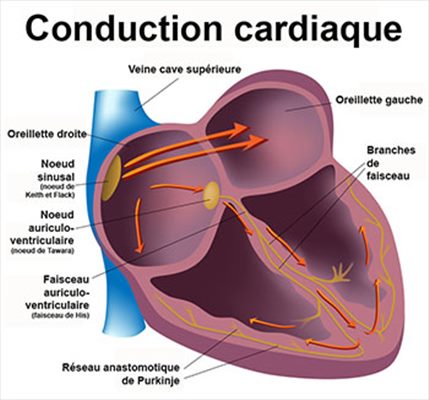 Conduction cardiaque