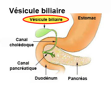 Vésicule biliaire : définition - docteurclic.com