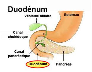 duodénum