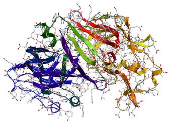 enzyme