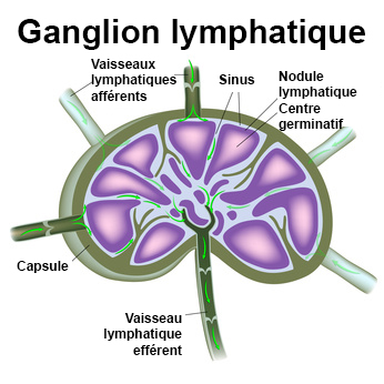 Ganglions lymphatiques : définition - docteurclic.com