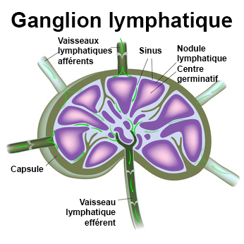 Ganglions Lymphatiques Definition Docteurclic Com Ganglions Lymphatiques Definition Docteurclic Com