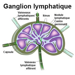 Ganglions au pli de l'aine : questions réponses santé ...