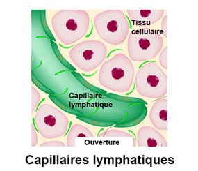 capillaires lymphatiques