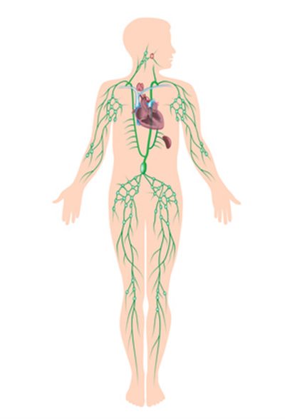 Organes lymphoïdes