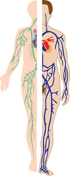 veines et organes lymphatiques