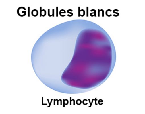Hyperlymphocytose