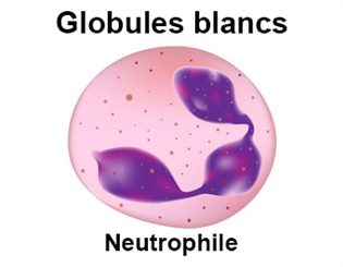 neutrophile