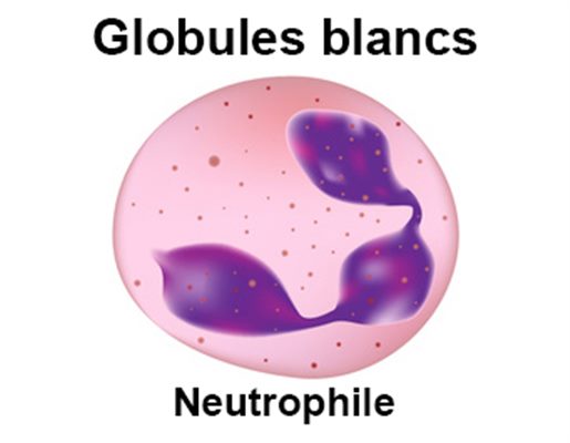 Neutrophilie