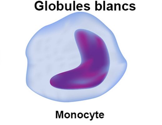 Monocytose