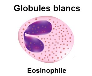éosinophile