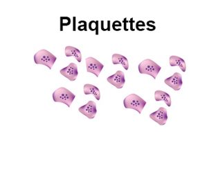 plaquettes