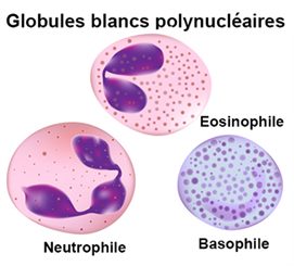 globules blancs polynucléaires