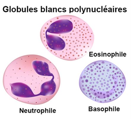 Polynucléaires : définition - docteurclic.com