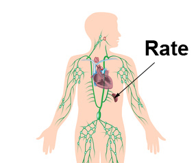 Rupture De Rate Symptomes Traitement Definition Docteurclic Com Rupture De Rate Symptomes Traitement Definition Docteurclic Com