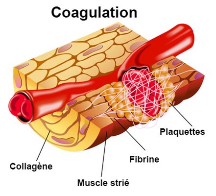 Facteurs de la coagulation