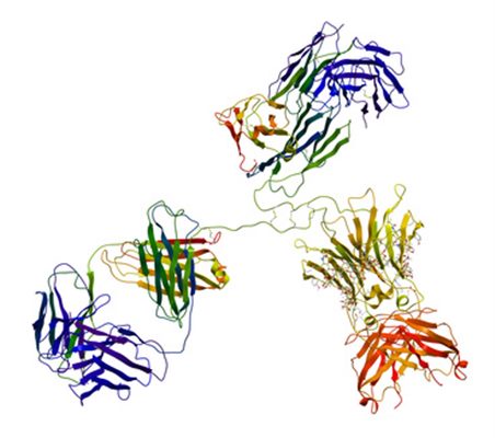 Dysglobulinémie