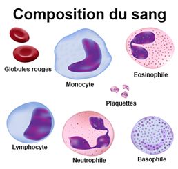 composition du sang