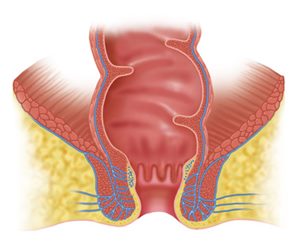 anus