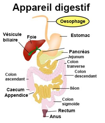 Oesophage