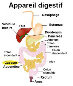 caecum